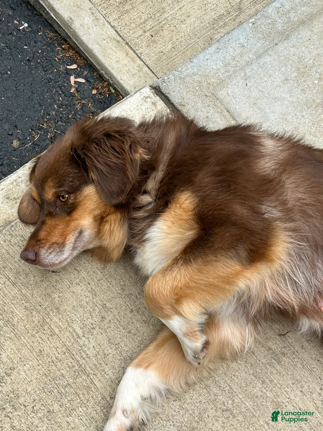 Australian Shepherd dogs for sale: Coco - Ad 2