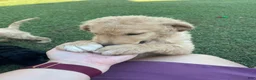 Goldendoodle dogs for sale: Goldendoodle 3 - Ad 2
