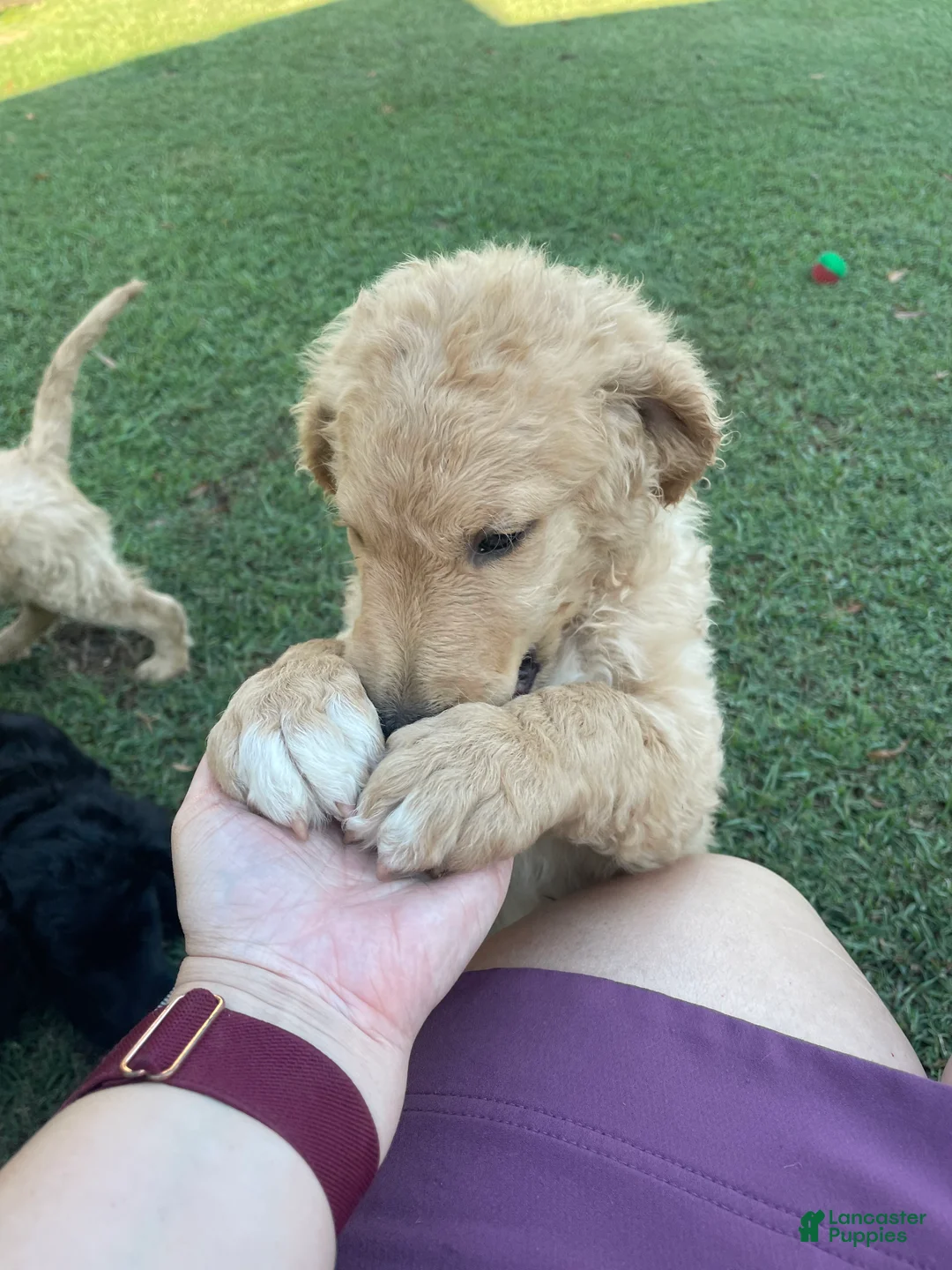 Goldendoodle dogs for sale: Goldendoodle 3 - Ad 2