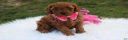 Cavapoo dogs for sale: Destiny  - Ad 1