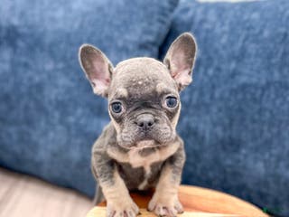 Mixed Breed dogs Polly - Ad 15