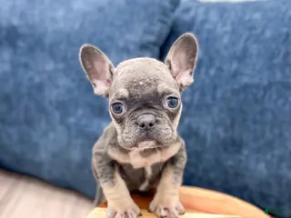 Mixed Breed dogs Polly - Ad 7