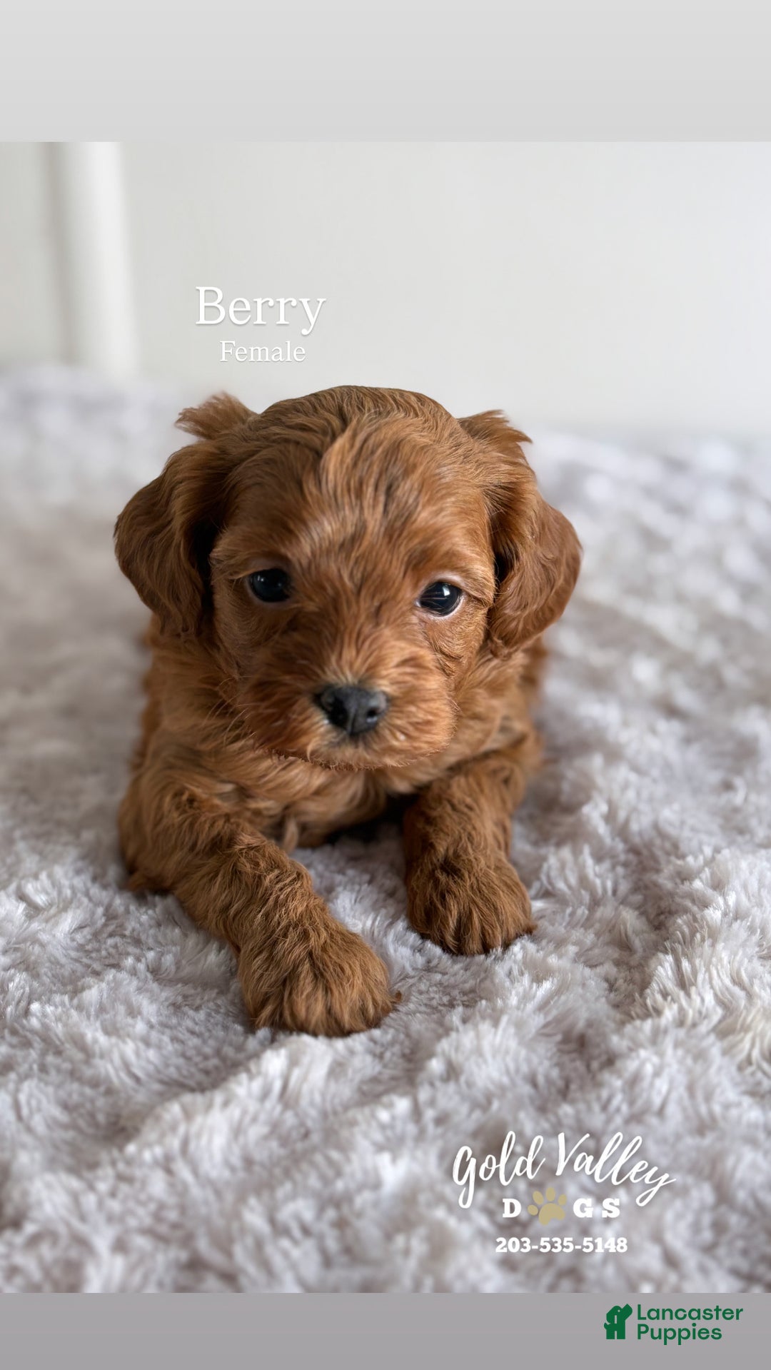 Cavapoo dogs for sale: BERRY - Ad 2