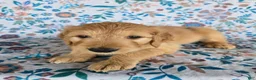 Goldendoodle dogs for sale: Pink Girl - Ad 5