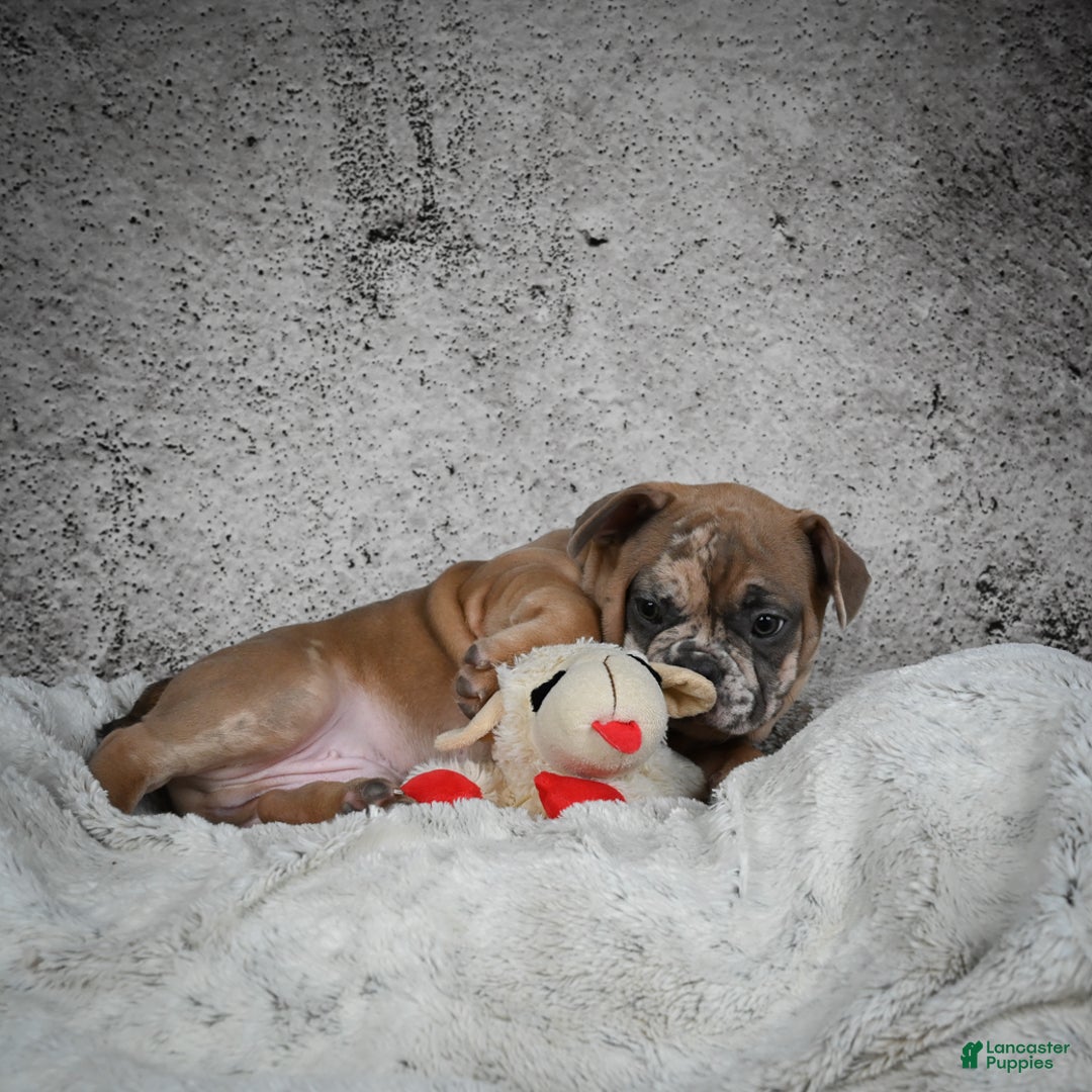 French Bulldog dogs for sale: Gus - Ad 6