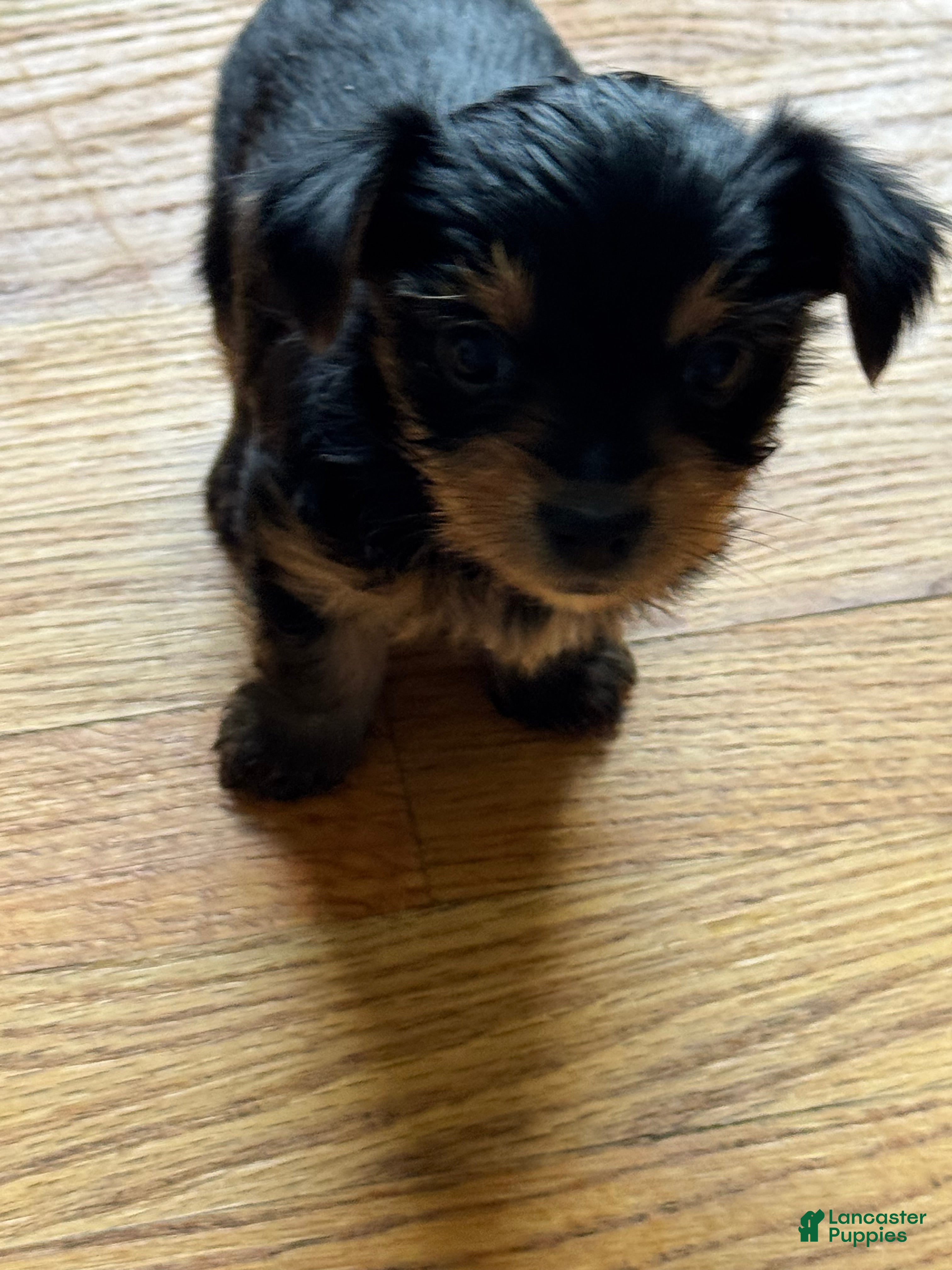 Yorkshire Terrier dogs Yorkshire Terrier 3 - Ad 1