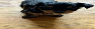 Yorkshire Terrier 3