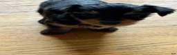 Yorkshire Terrier dogs for sale: Yorkshire Terrier 3 - Ad 1