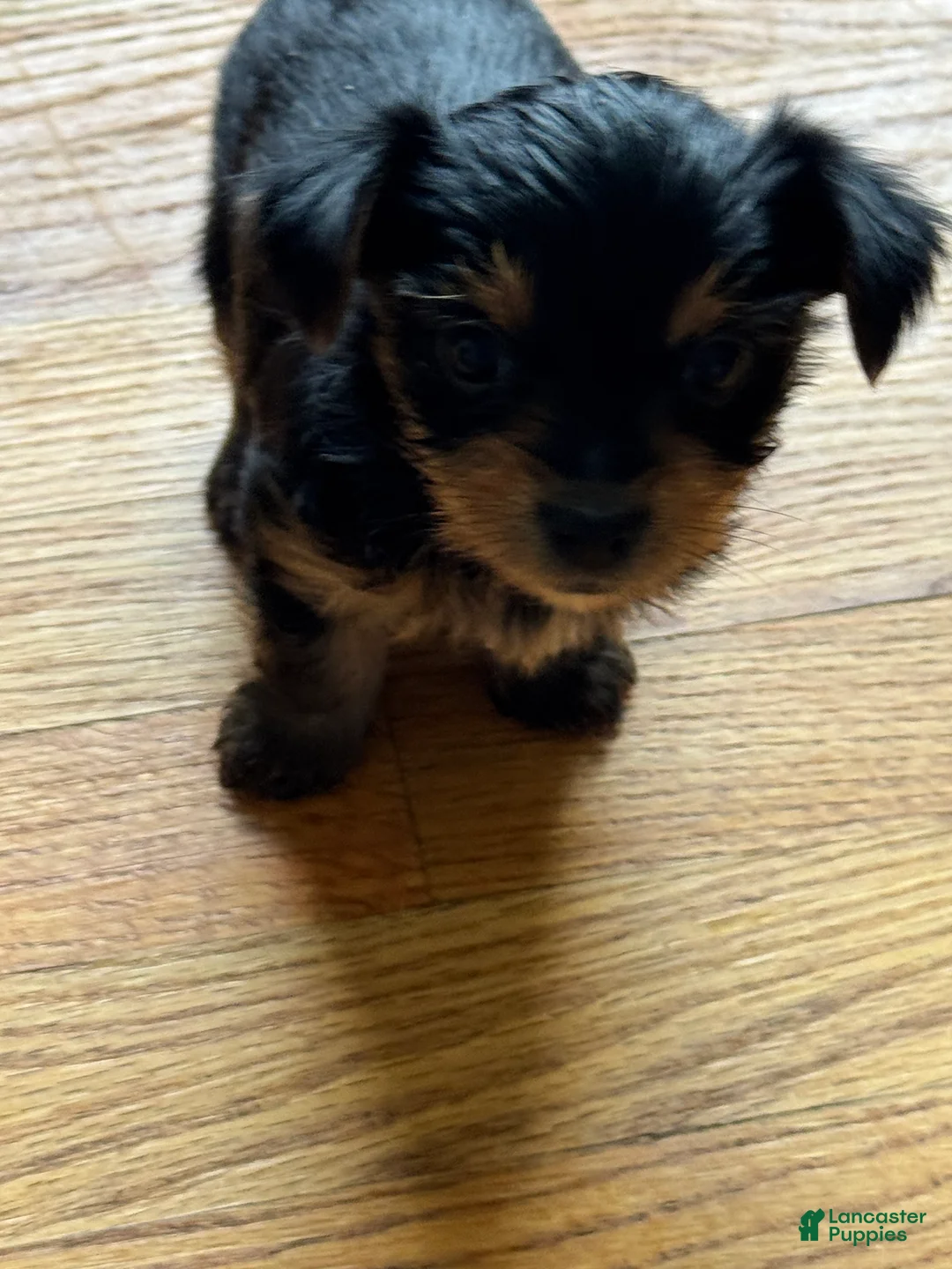 Yorkshire Terrier dogs for sale: Yorkshire Terrier 3 - Ad 1