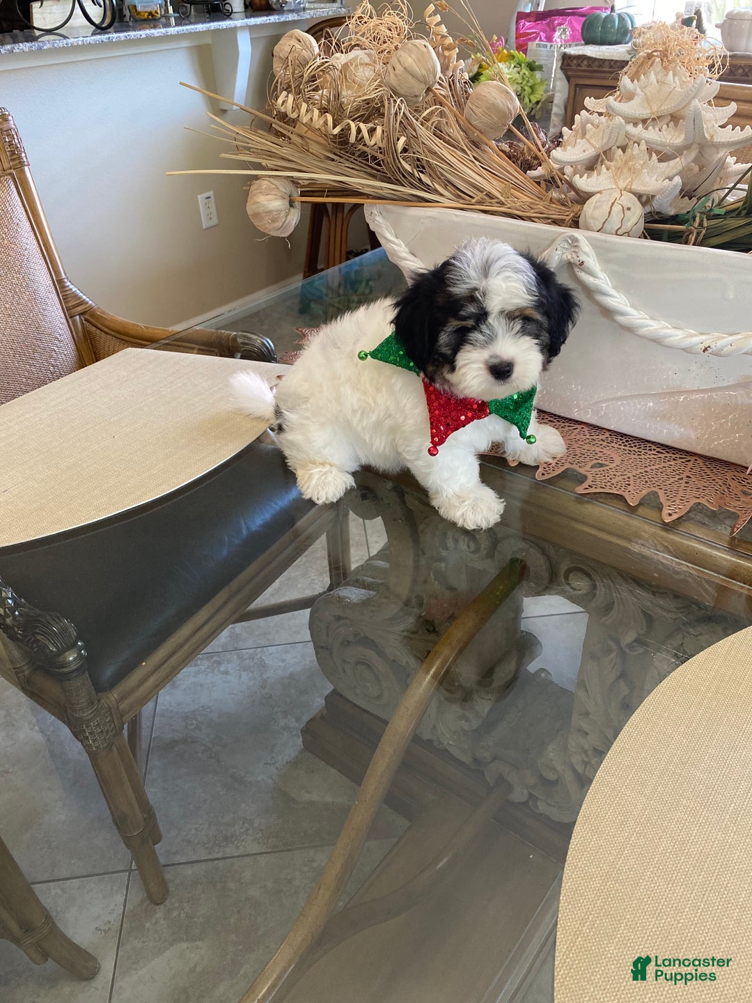 Shorkie dogs for sale: Shorkie Puppy 3 - Ad 11