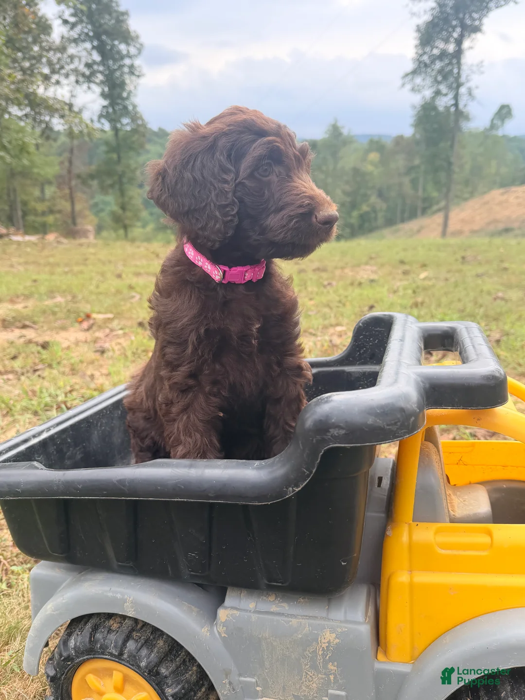 Goldendoodle dogs for sale: Goldendoodle 5 - Ad 1