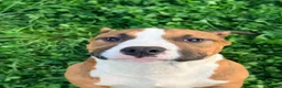American Bully dogs for sale: Chester - Ad 2