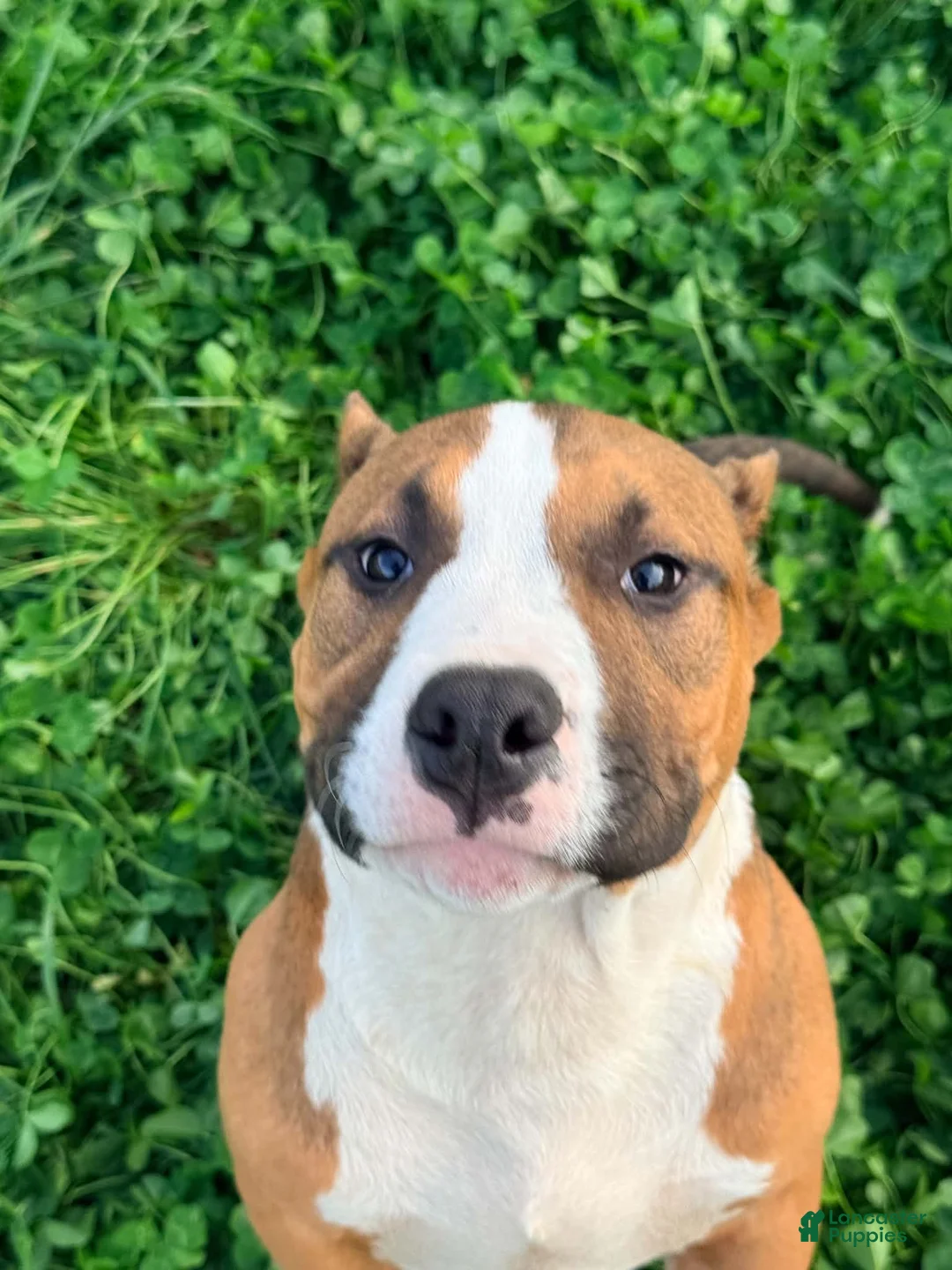 American Bully dogs for sale: Chester - Ad 2