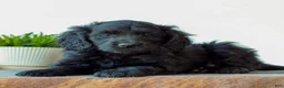 Mini Goldendoodle dogs for sale: Becca  - Ad 3