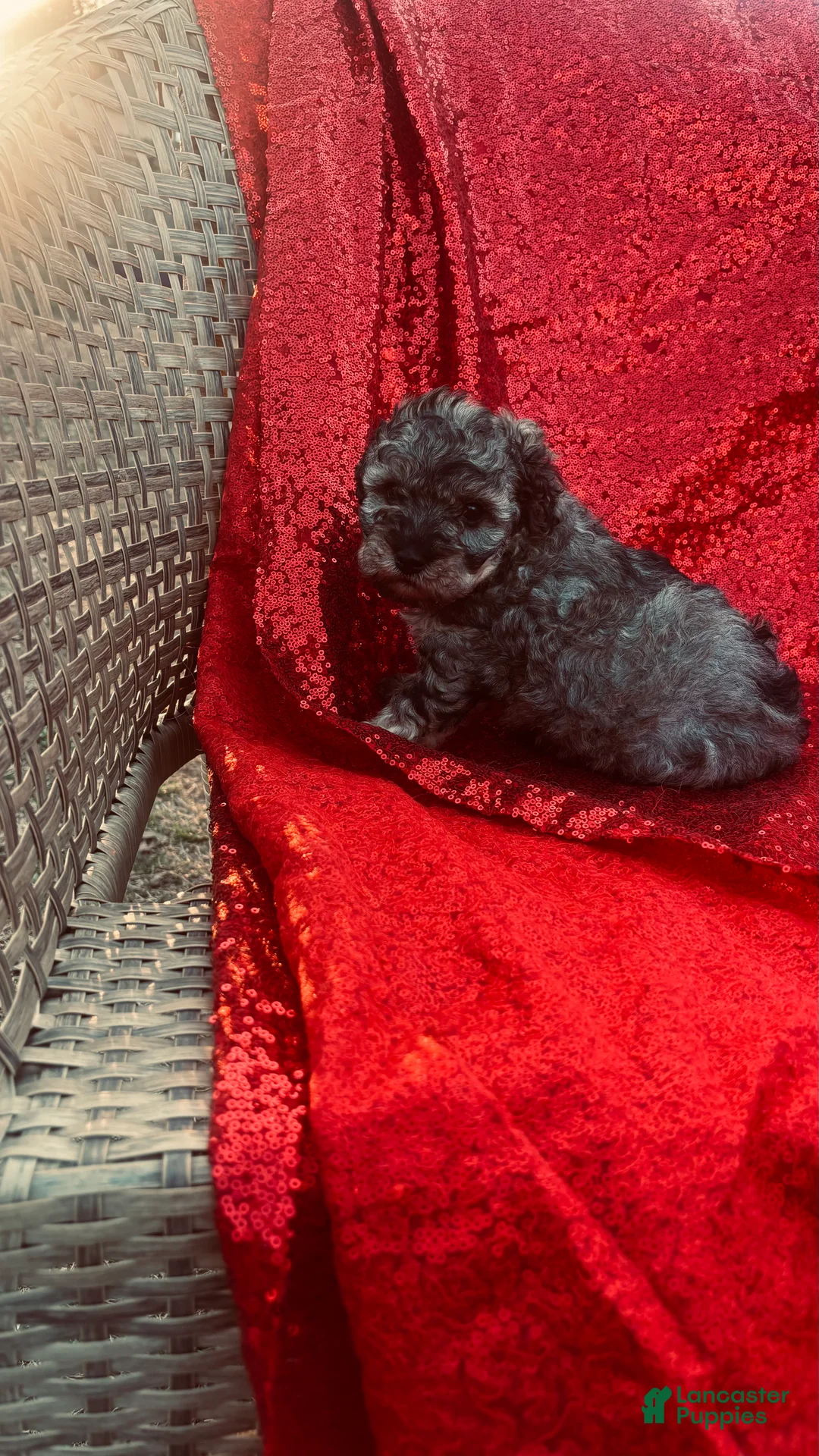 Toy Poodle dogs for sale: Toy Poodle Puppy 1 - Ad 2