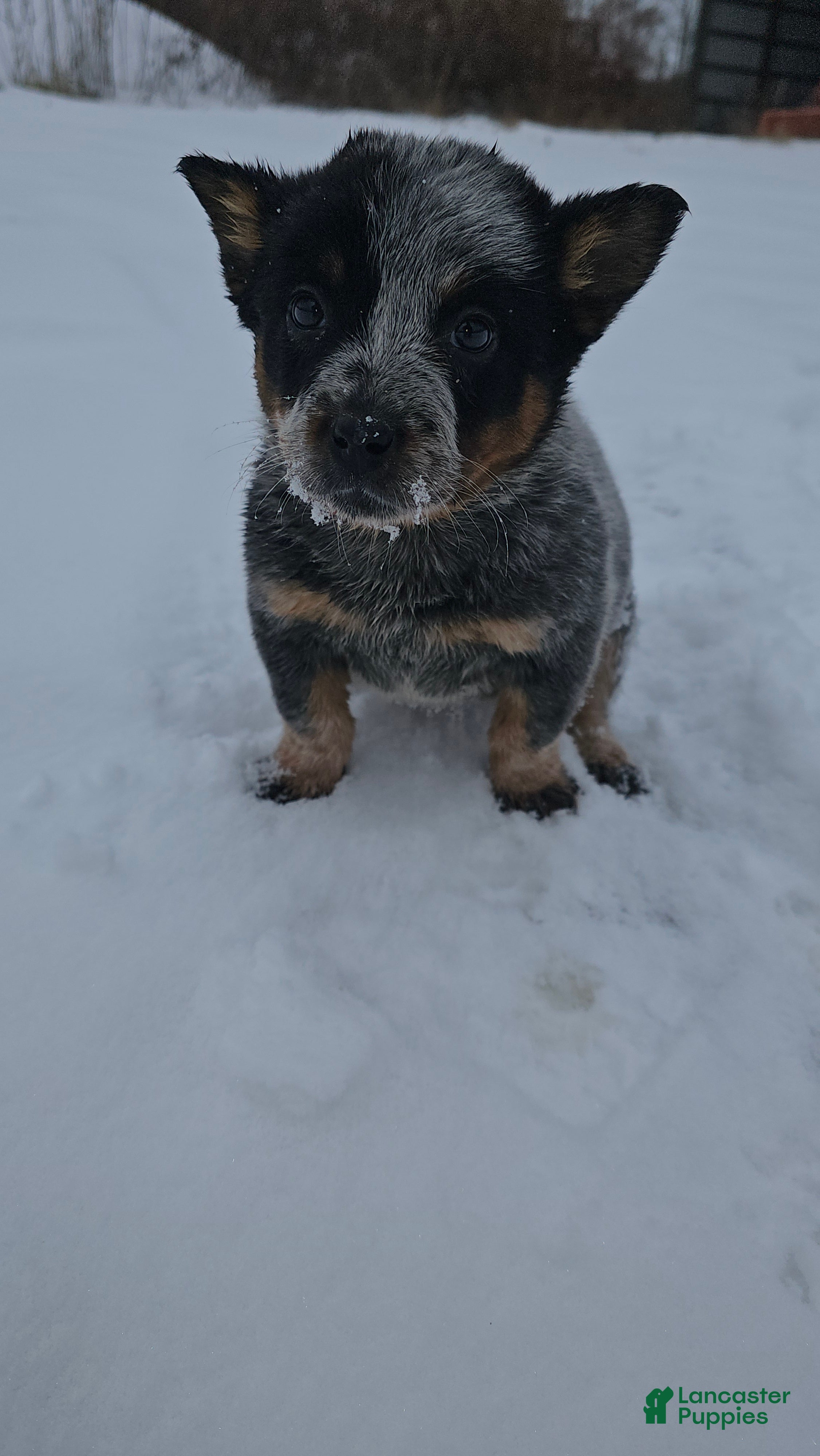 Australian Cattle Dog dogs Holly - Ad 2