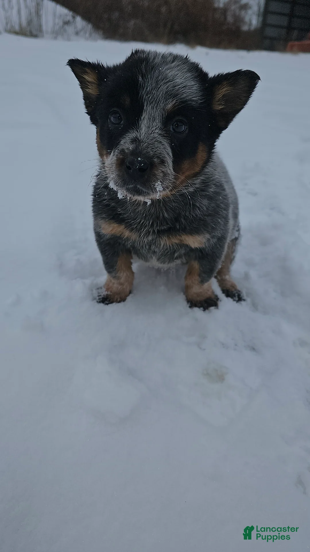 Australian Cattle Dog dogs for sale: Holly - Ad 2