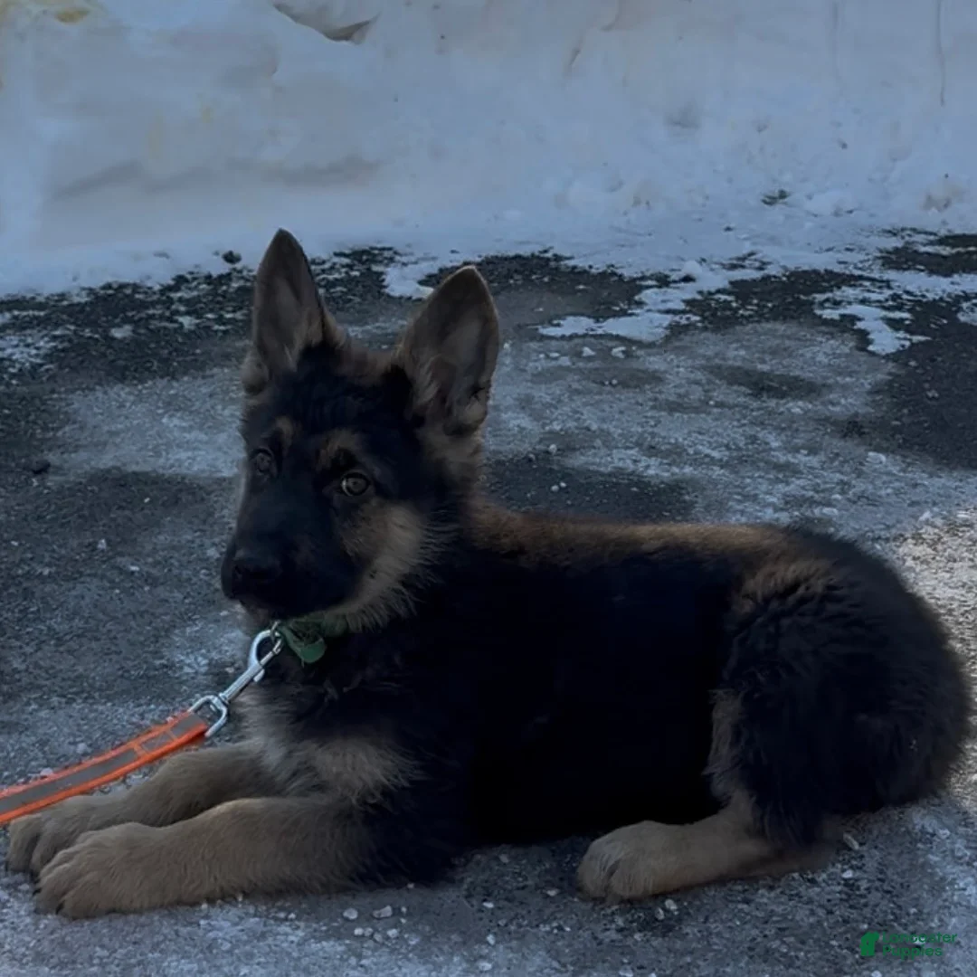German Shepherd dogs for sale: SWAYZE - Ad 5