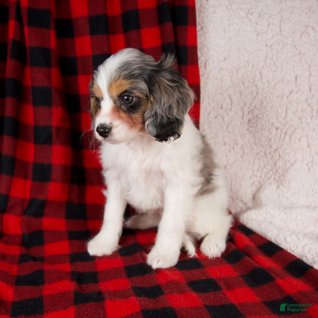 Cavapoo dogs for sale: Nala - Ad 5