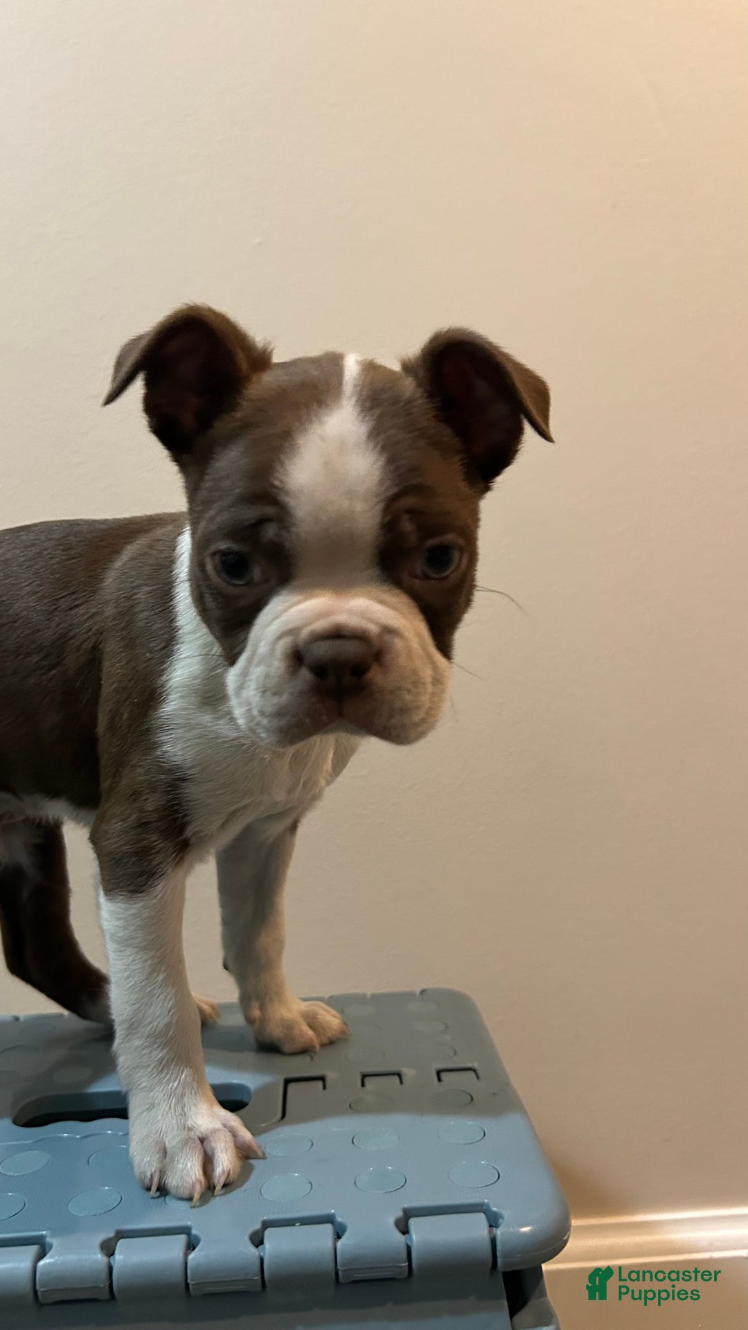 Boston Terrier dogs for sale: Bino - Ad 3
