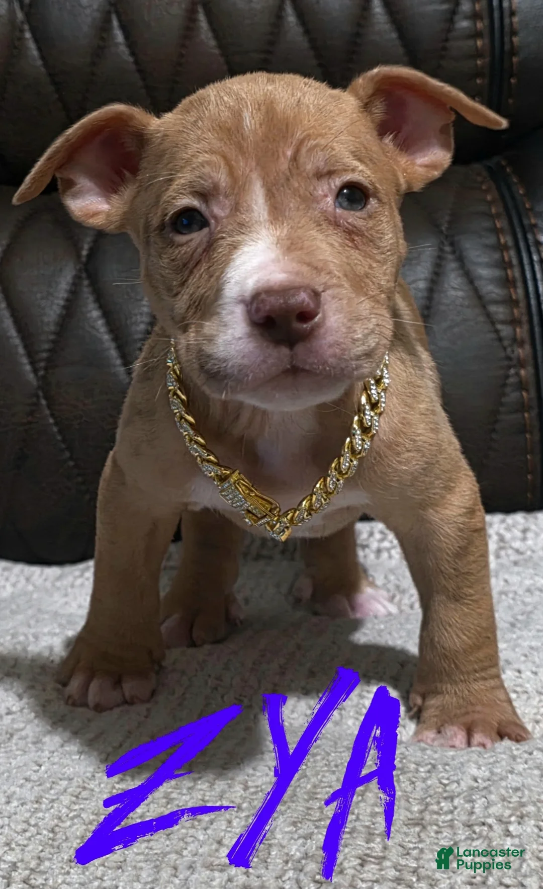 American Pit Bull Terrier dogs for sale: Zya - Ad 1