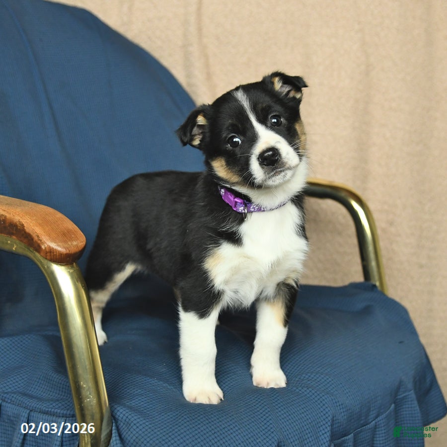 Mixed Breed dogs Rose  - Ad 32