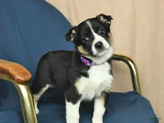 Mixed Breed dogs Rose - Ad 32