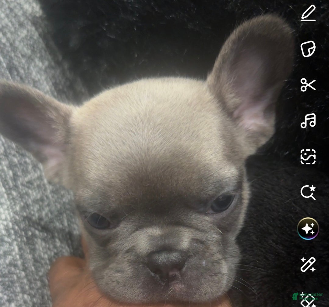 French Bulldog dogs for sale: French Bulldog Puppy 1 - Ad 2