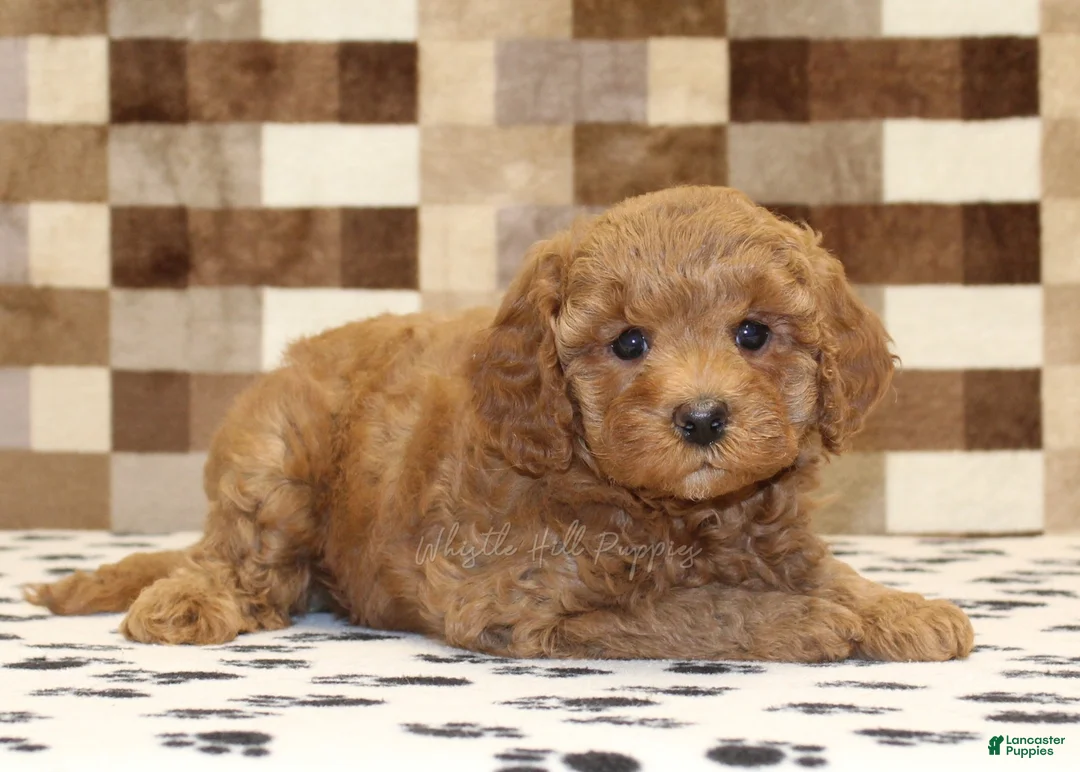 Cavapoo dogs for sale: Olivia - Ad 2