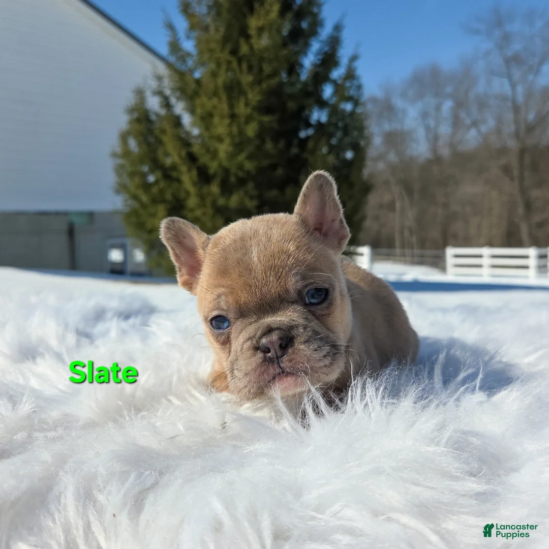 Mixed Breed dogs for sale: Slate - Ad 1