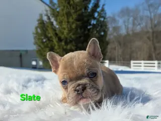 Mixed Breed dogs for sale: Slate - Ad 3