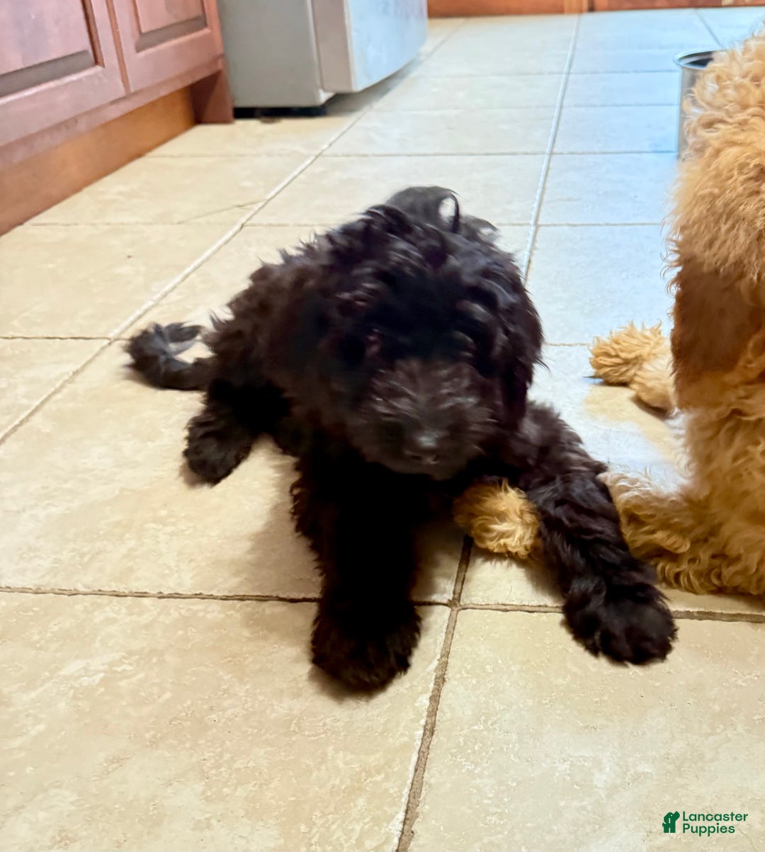 Mini Goldendoodle dogs for sale: Finn - Ad 3