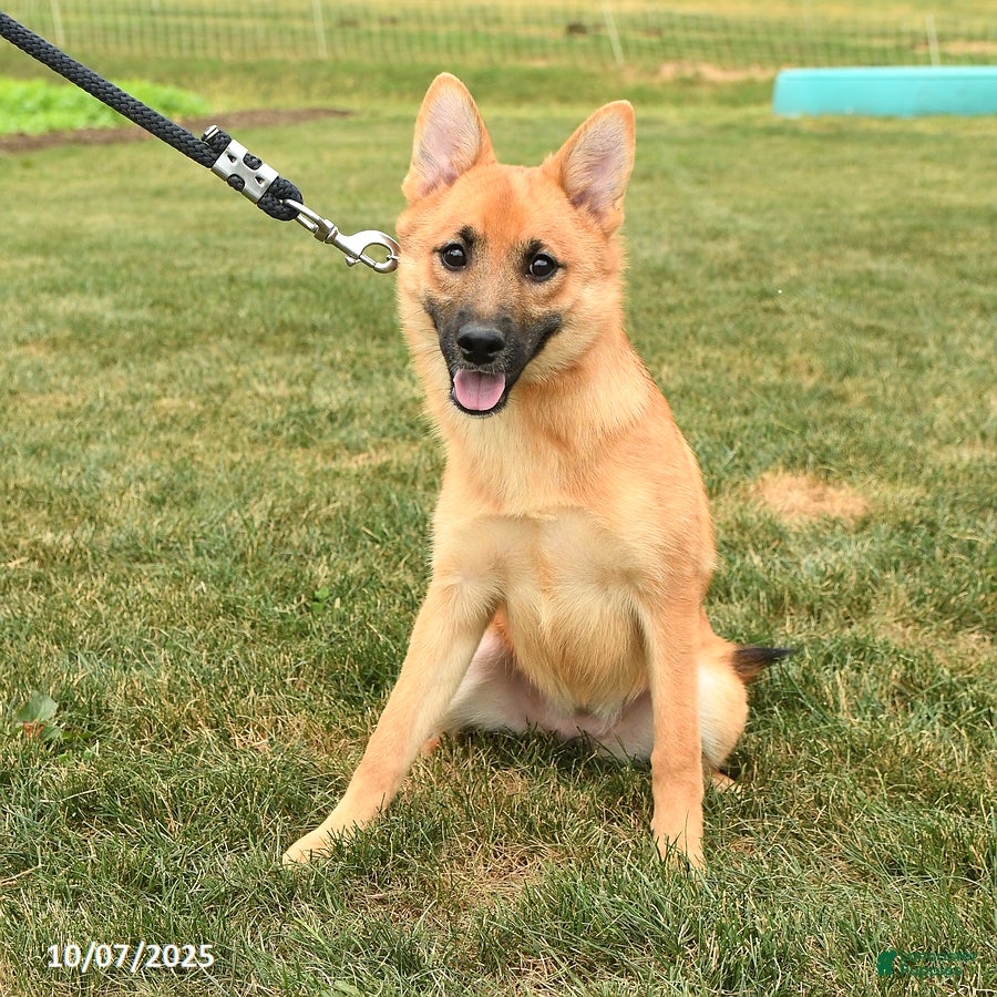 Mixed Breed dogs Tricky - Ad 18