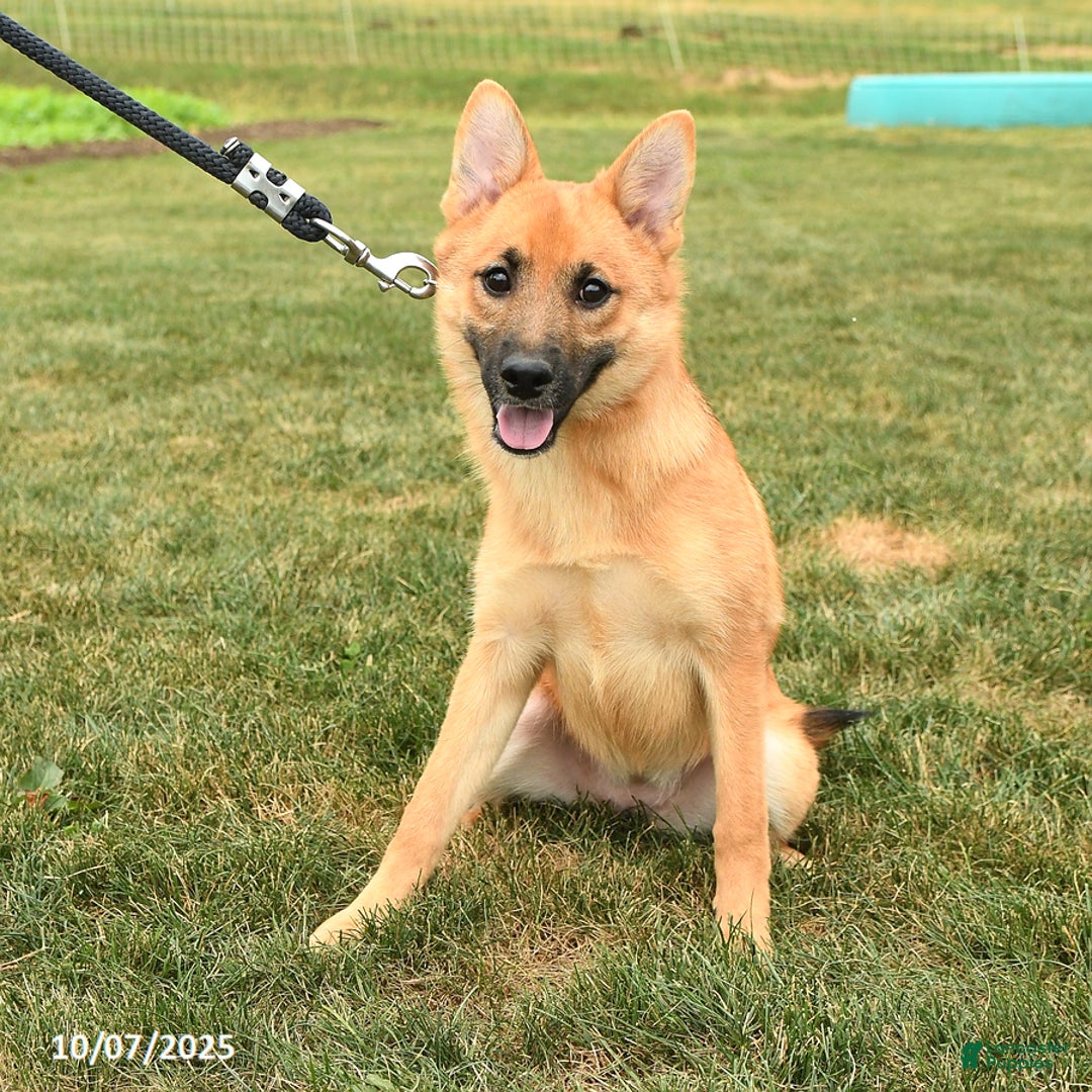 Mixed Breed dogs for sale: Tricky - Ad 2