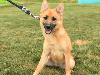 Mixed Breed dogs - Ad 3