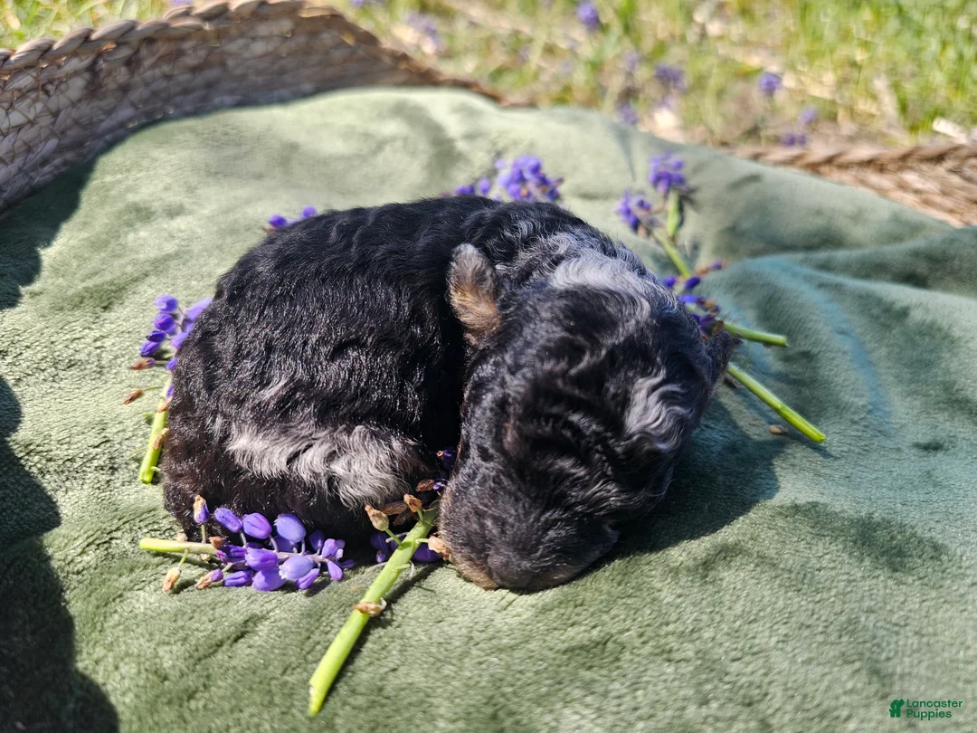 Mini Goldendoodle dogs for sale: Jasper - Ad 10