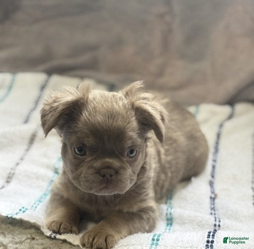 French Bulldog dogs Meet Foxy! French Bulldog Puppy  - Ad 28