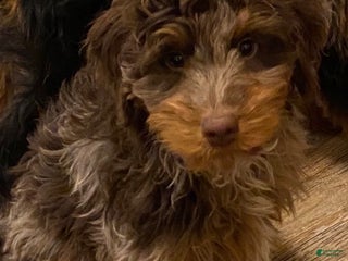 Mini Bernedoodle dogs 🧡 IN BOSTON MA AREA 🧡 RARE DARK CHOCOLATE MERLE TRI COLOR BOY 🧡 MINI BERNEDOODLE 🧡 - Ad 1