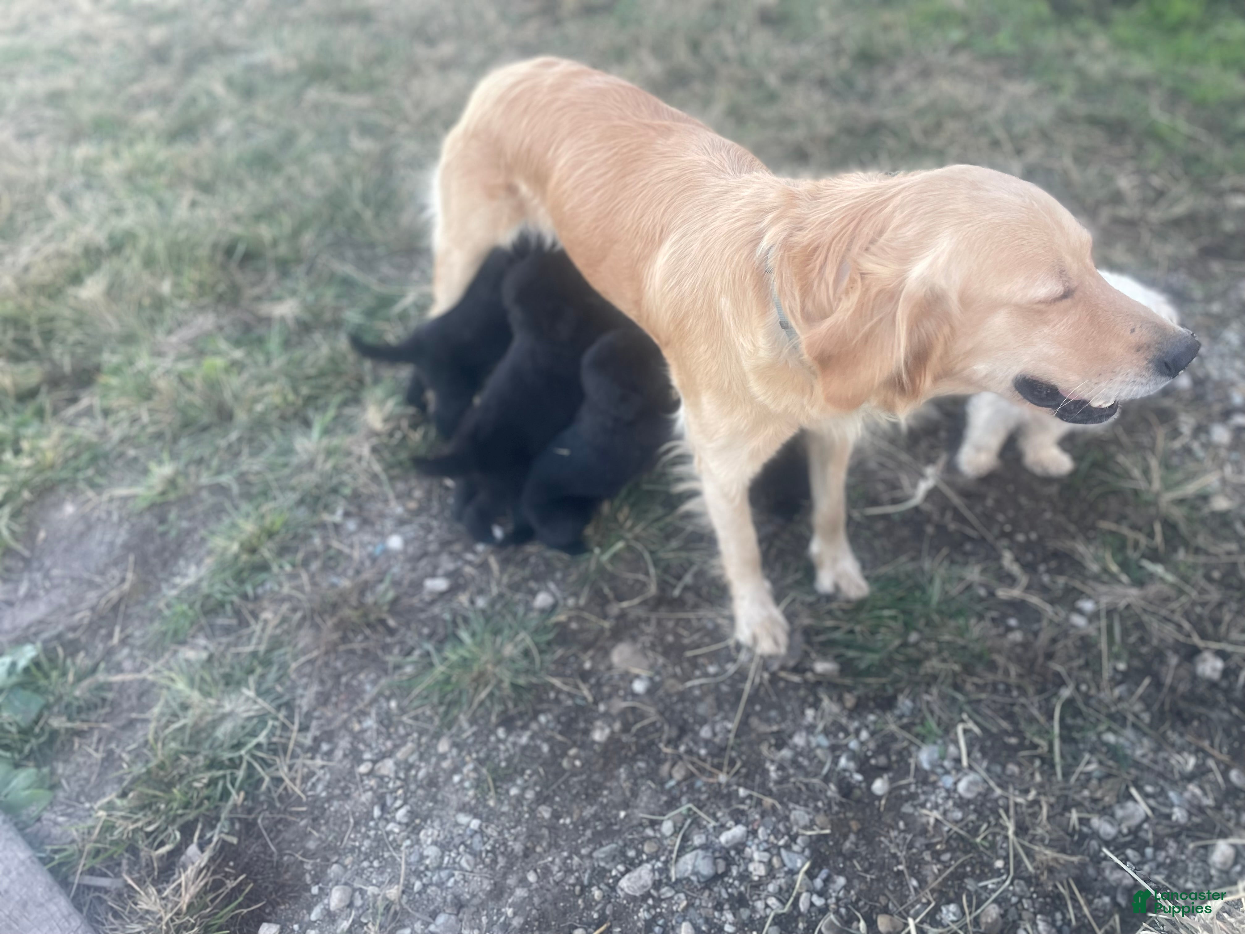 Mixed Breed dogs Mixed Breed 1 - Ad 3