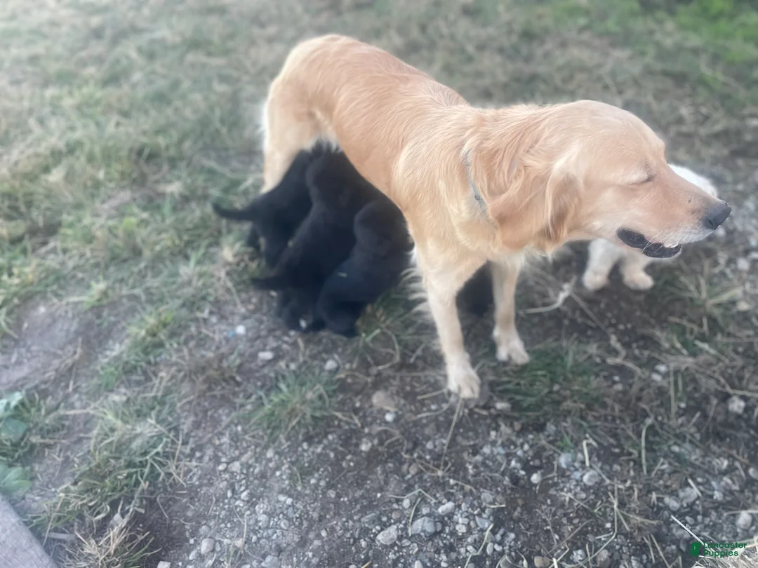 Mixed Breed dogs for sale: Mixed Breed 1 - Ad 1