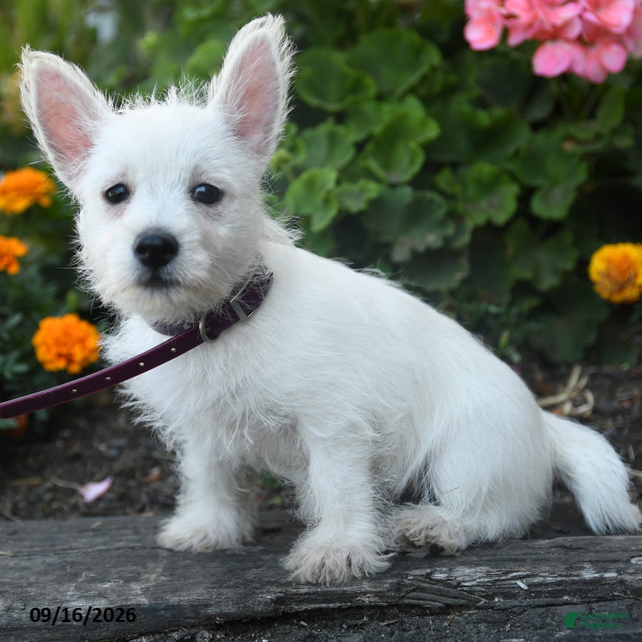 West Highland Terrier dogs Dillan - Ad 2