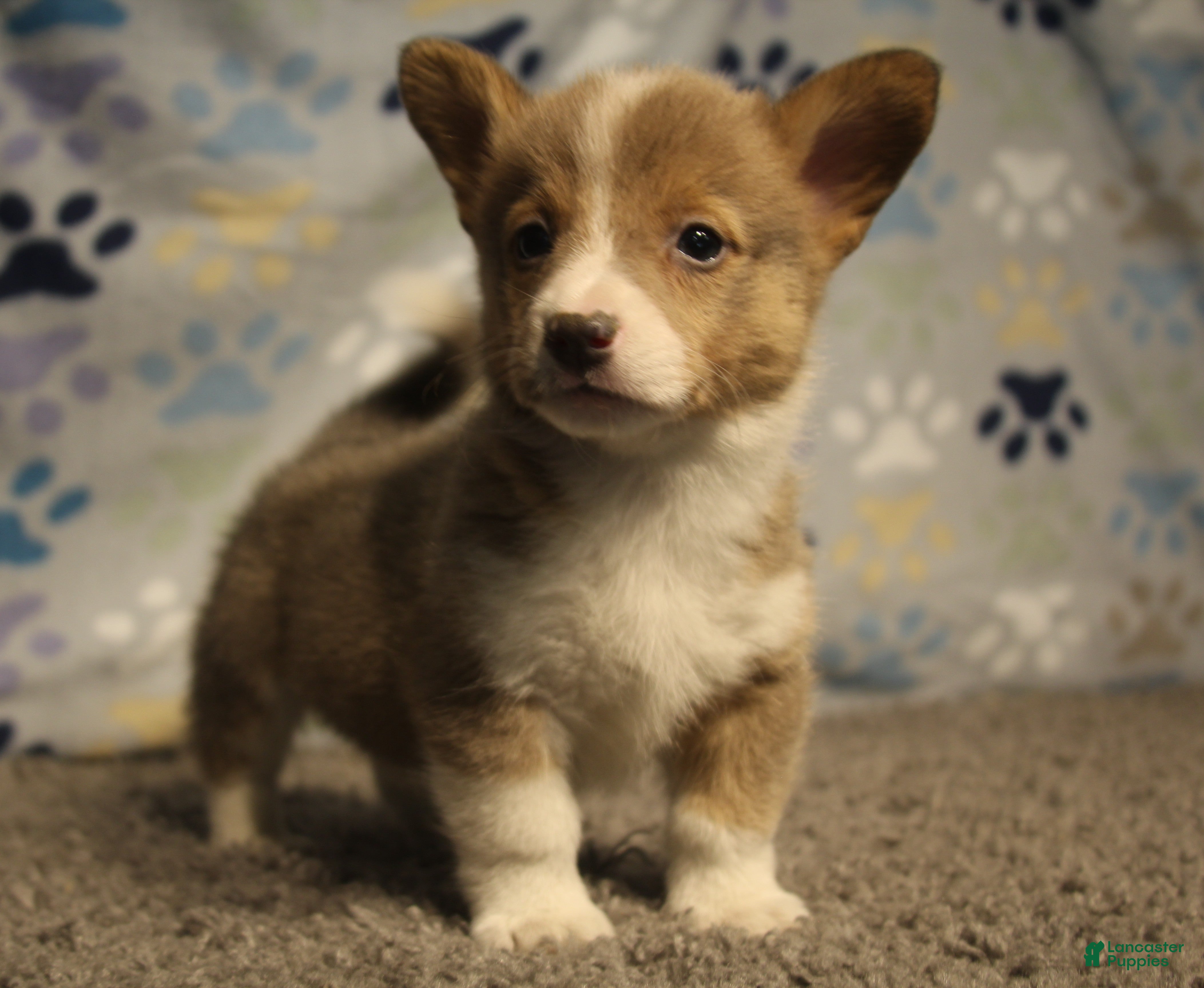 Welsh Corgi Pembroke dogs for sale: Sterling - Ad 7