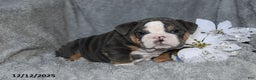 English Bulldog dogs for sale: Shane - Ad 5