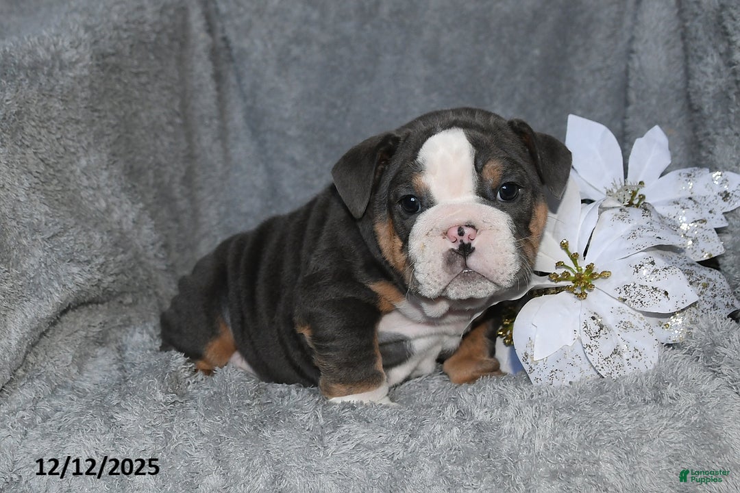 English Bulldog dogs for sale: Shane - Ad 5