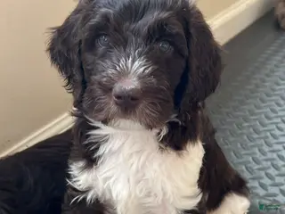 Double Doodle dogs Vixen - Ad 13