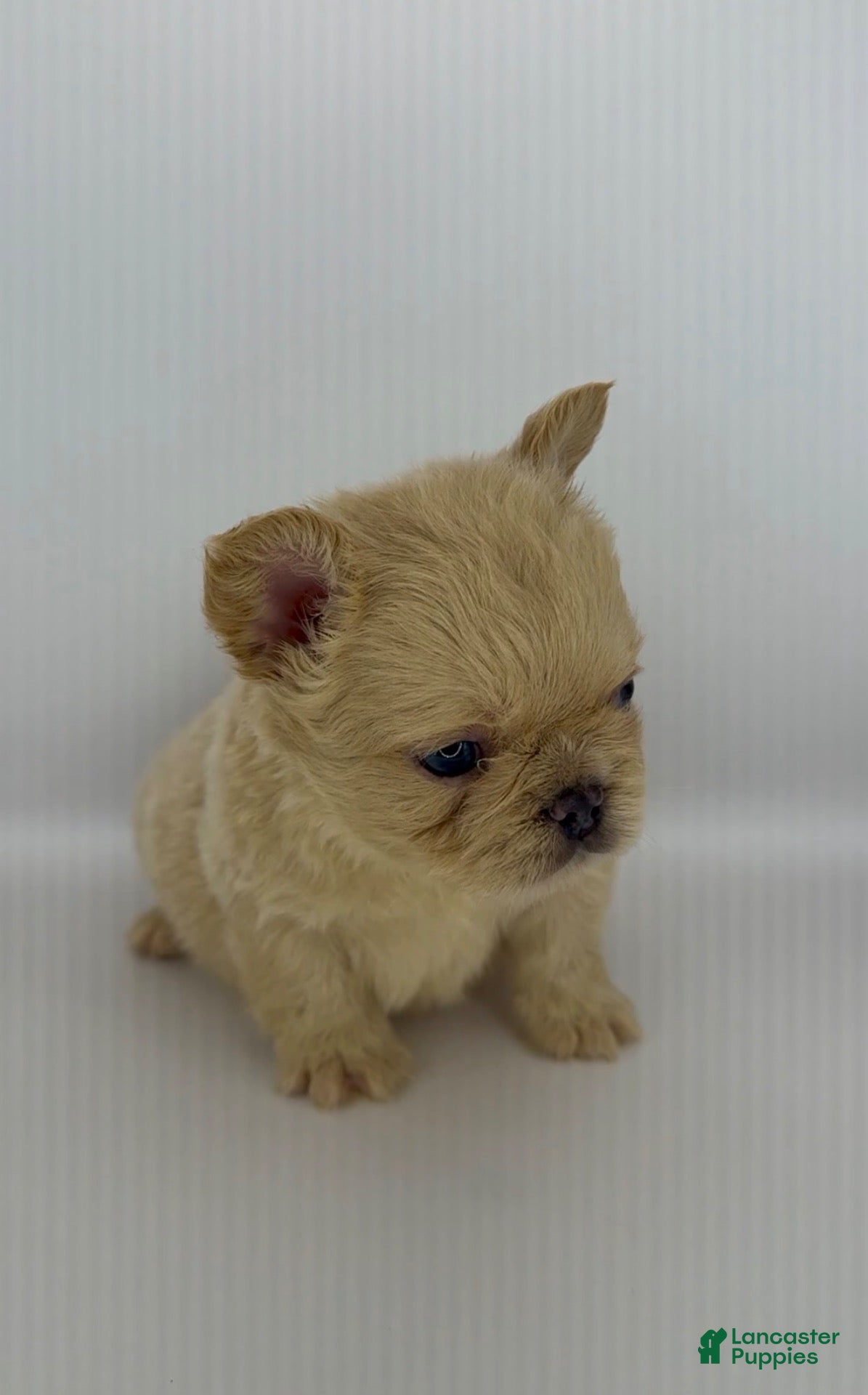 French Bulldog dogs French Bulldog 1 - Ad 2
