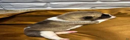 Akita dogs for sale: Aurora - Ad 4