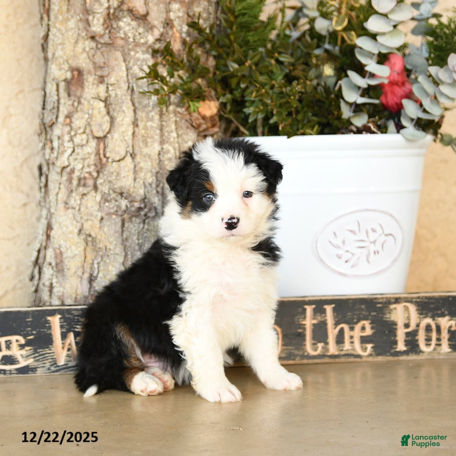 Australian Shepherd dogs Pilar - Ad 7