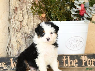 Australian Shepherd dogs Pilar - Ad 14