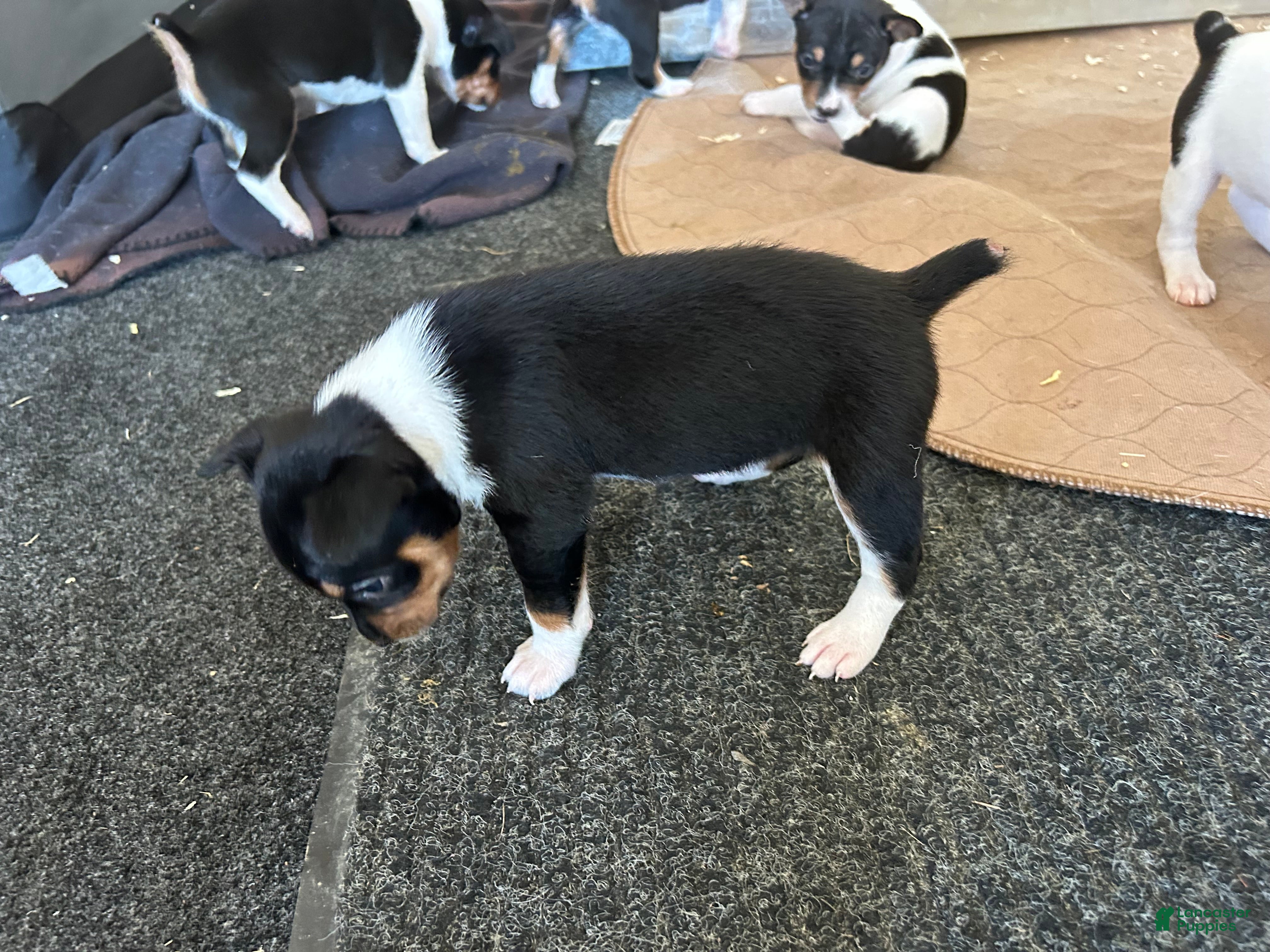 Rat Terrier dogs Old Dominion terrier Bell - Ad 5